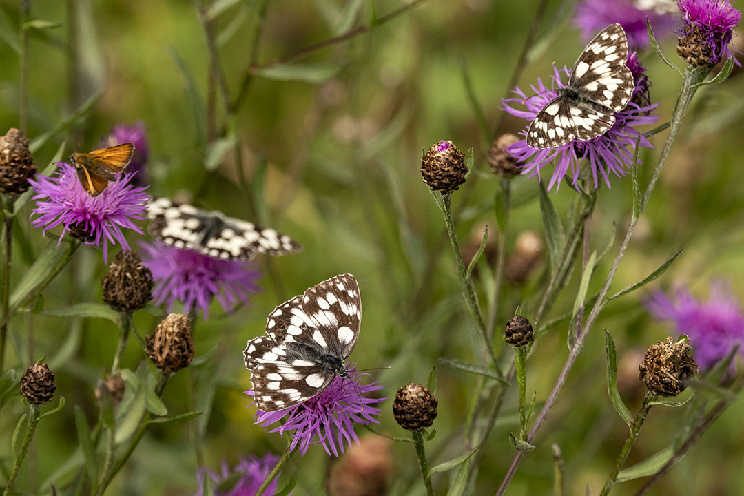 Traumatherapie – Gewinnen Sie Ihre Lebensfreude zurück